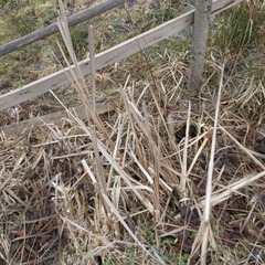 Typha latifolia