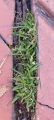 Poa annua
