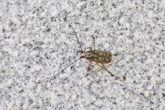 Phloeobius