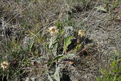 Psephellus turgaicus