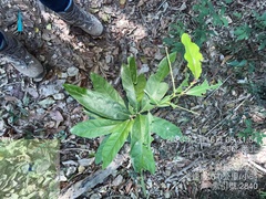Capparis micracantha