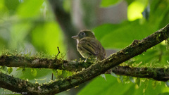 Rhynchocyclus brevirostris