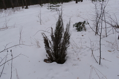 Cupressaceae