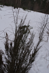 Cupressaceae