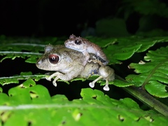 Pristimantis penelopus
