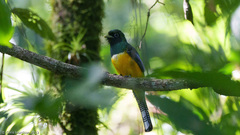 Trogon rufus