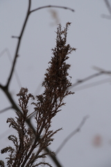 Cupressaceae