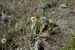 Psephellus turgaicus