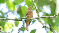 Rhytipterna holerythra