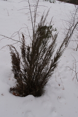 Cupressaceae