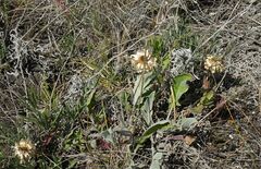 Psephellus turgaicus