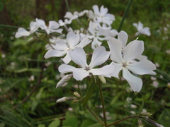 Phlox