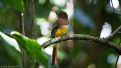 Trogon rufus