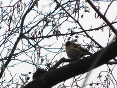Fringilla coelebs