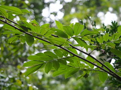 Millettia pachycarpa