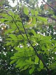 Millettia pachycarpa