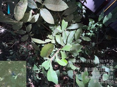 Ardisia cornudentata morrisonensis