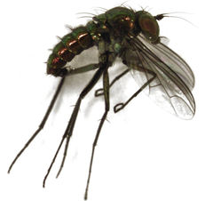Parentia schlingeri