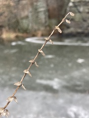 Scutellaria altissima