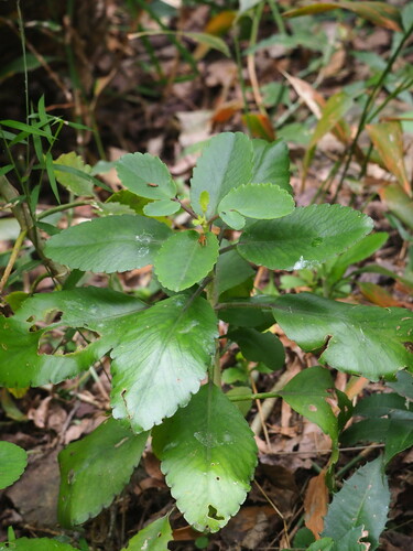Kalanchoe pinnata