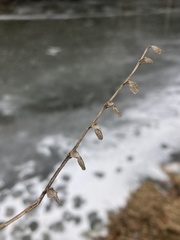 Scutellaria altissima