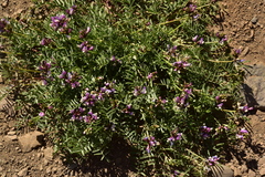 Astragalus cruckshanksii