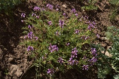 Astragalus cruckshanksii