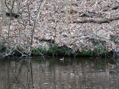 Tachybaptus ruficollis