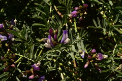 Astragalus cruckshanksii