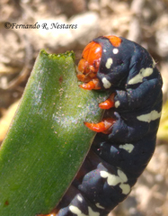 Chlanidophora patagiata