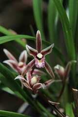Cymbidium dayanum