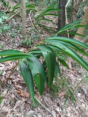 Alpinia zerumbet