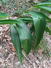 Alpinia zerumbet