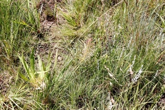 Schizocarphus nervosus