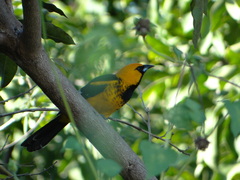 Icterus pectoralis