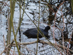Fulica atra