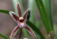 Cymbidium dayanum