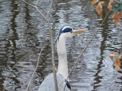 Ardea cinerea