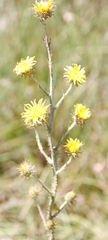 Berkheya rhapontica