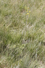 Berkheya rhapontica
