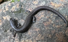 Batrachoseps stebbinsi