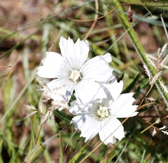 Monsonia