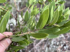 Arctostaphylos virgata