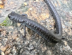 Batrachoseps stebbinsi