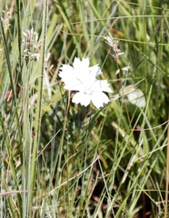 Monsonia