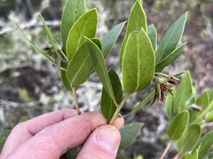 Arctostaphylos virgata