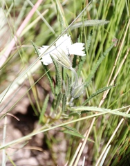 Monsonia