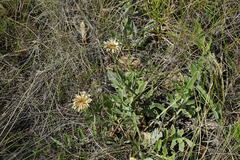 Psephellus turgaicus