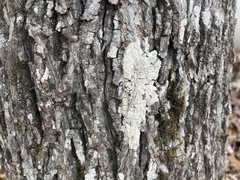 Myelochroa aurulenta