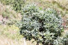 Cussonia paniculata sinuata